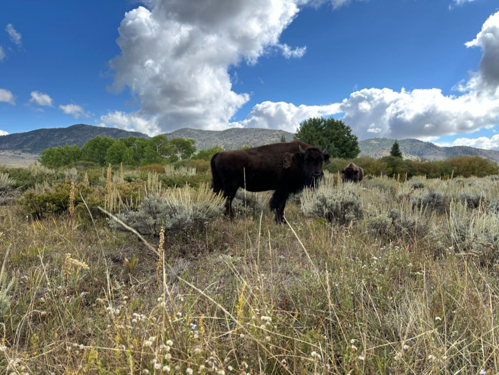 A day at Rebel Ranch (farm adventure)